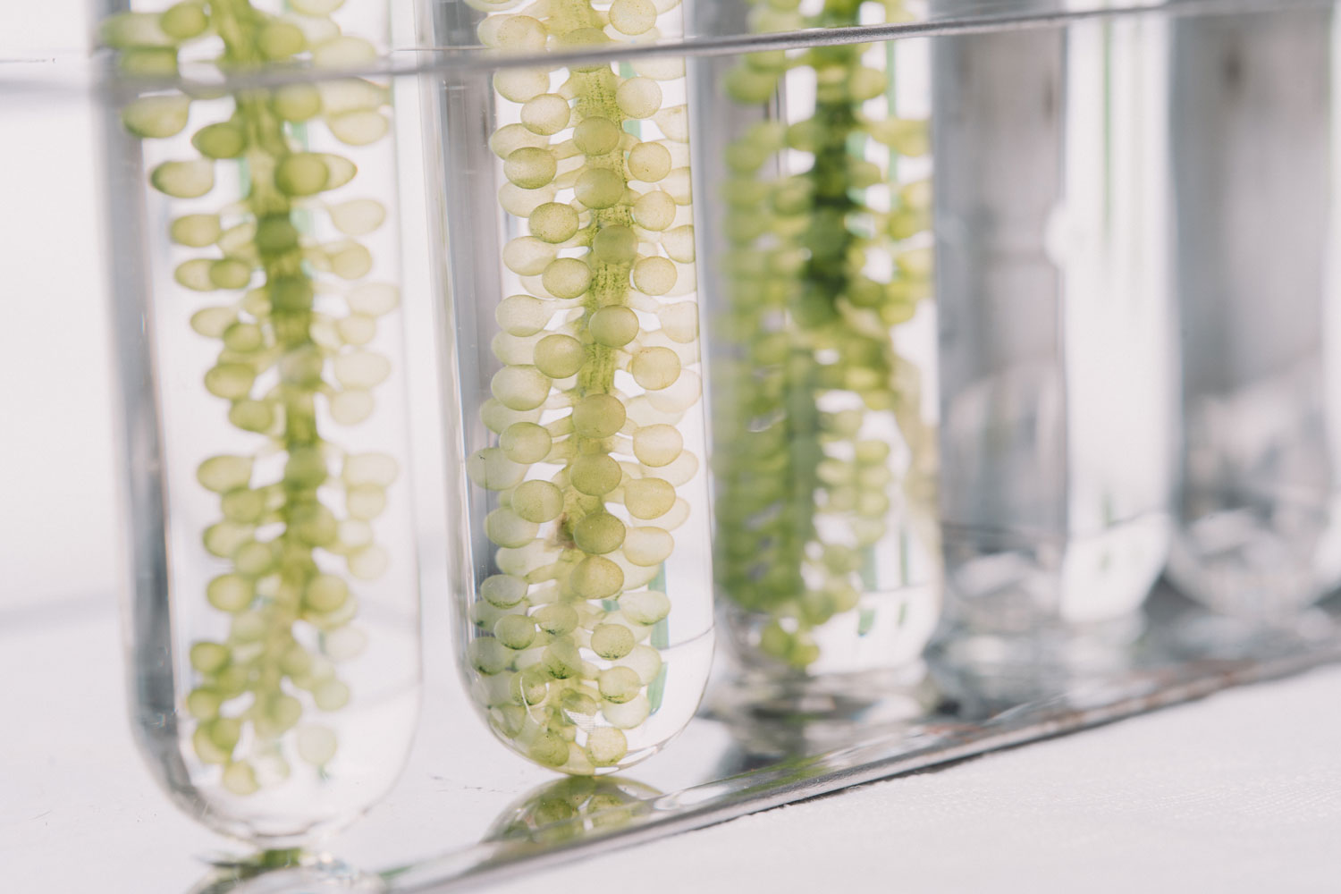 Algenöl - die vegane Omega-3 Quelle