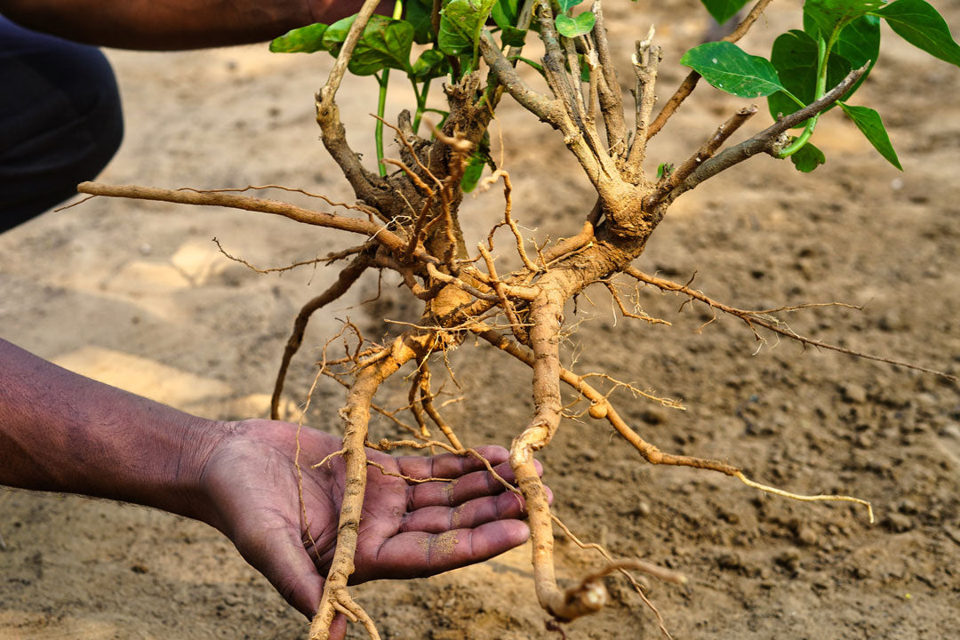 KSM-66: Der Premium-Ashwagandha-Extrakt in Bio Qualität