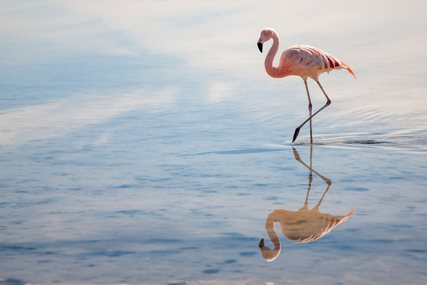 Astaxanthin - das stärkste Antioxidans der Welt
