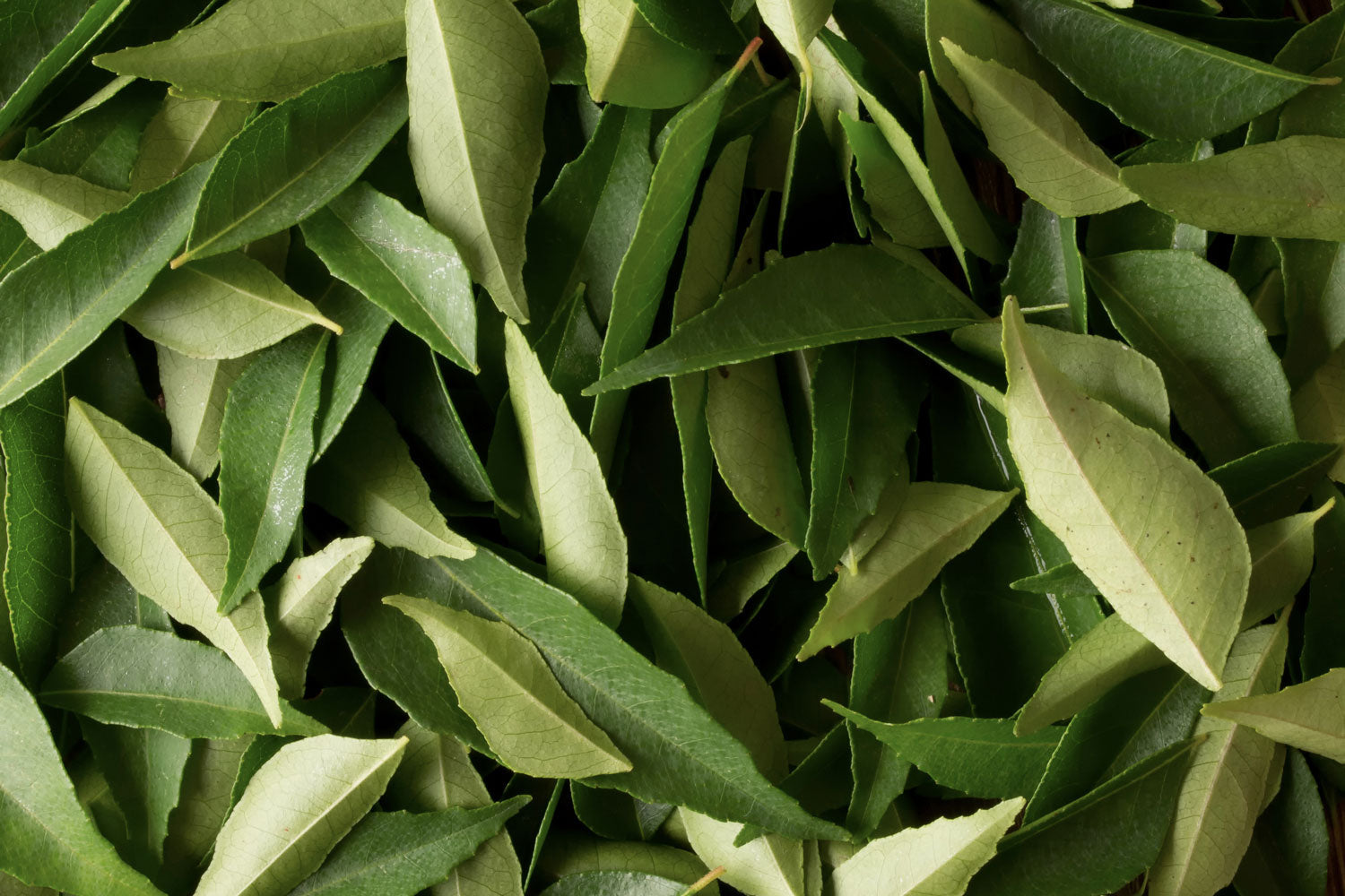 Pflanzliches vs. tierisches Eisen – wo ist der Unterschied?