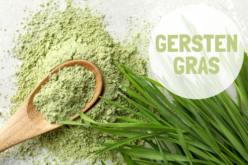 Gerstengras – das Mikronährstoffwunder aus Süddeutschland