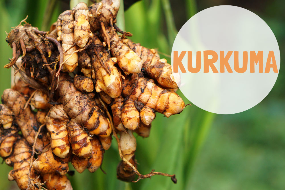 Bio Kurkuma: was kann das "goldene Gewürz" wirklich?