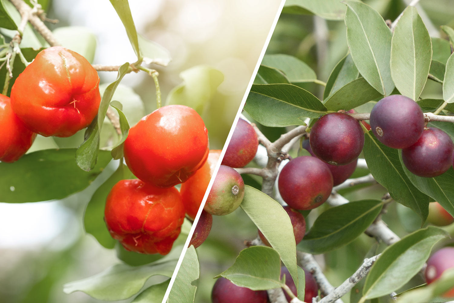 Spannende FAQ´s zu unserem Bio Vitamin C