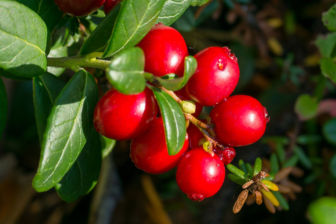 Cranberry Wirkung: was kann die gehypte Beere aus Nordamerika?
