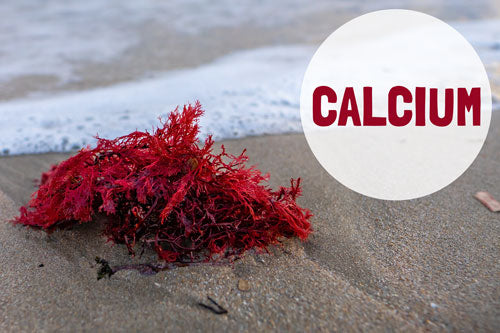 Rotalgen Calcium Aquamin