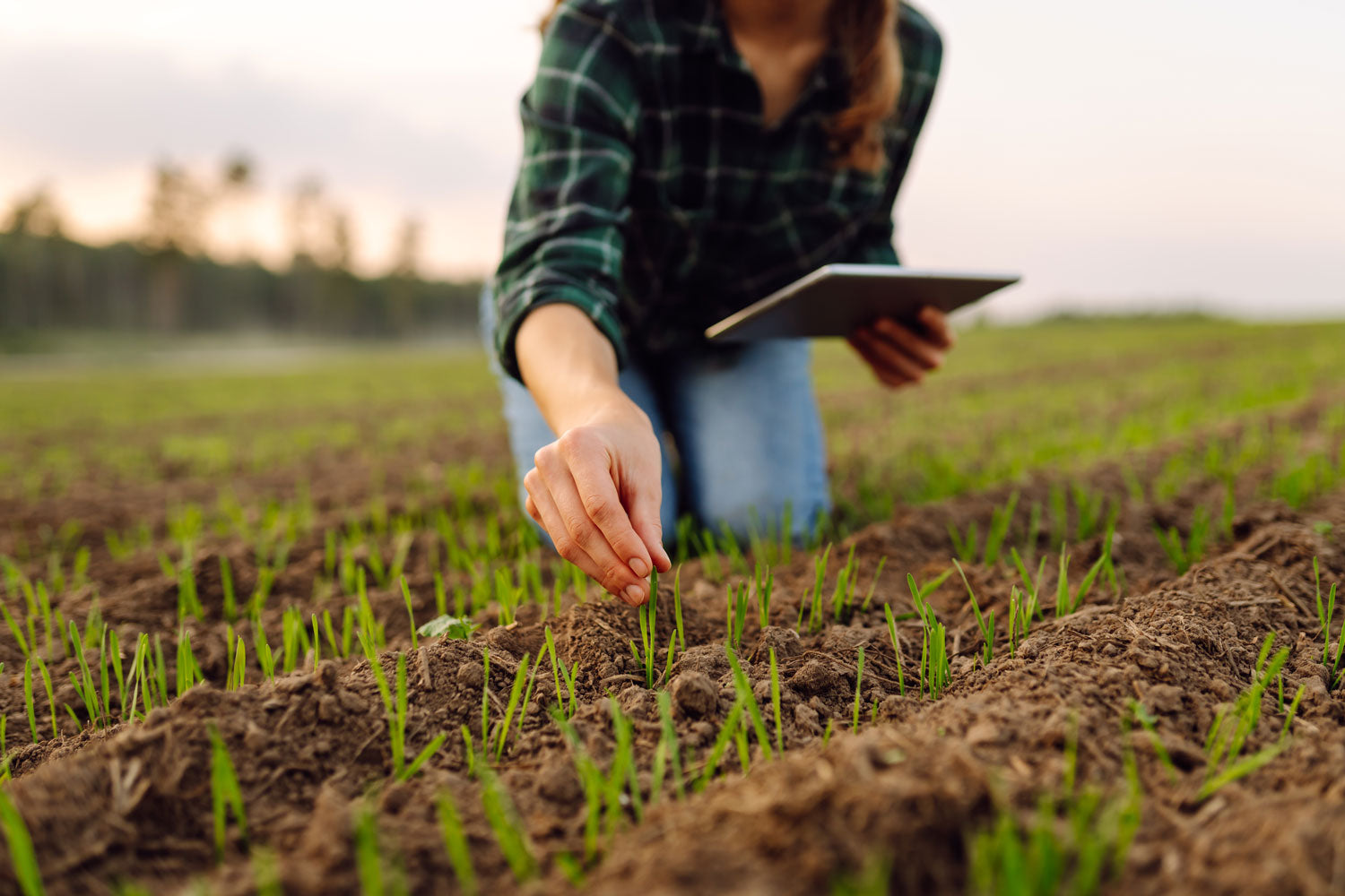 Gerstengras – das Mikronährstoffwunder aus Süddeutschland