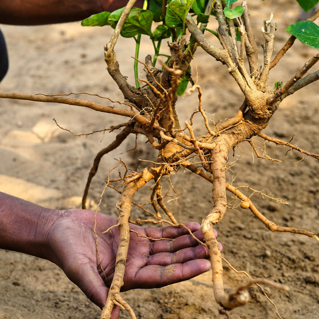 Ashwagandha-Anbau-2.jpg__PID:4e5b1688-799c-47a4-b8b1-d29227f3687a