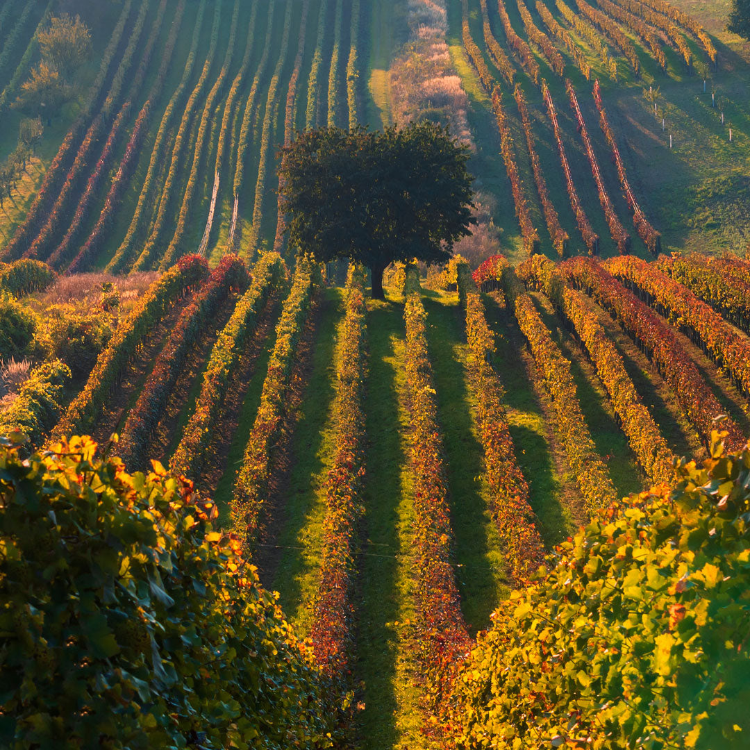 Trauben-Weinbau-La-Mancha.jpg__PID:14b05c8b-740e-463c-ae9c-fb4941282b6e