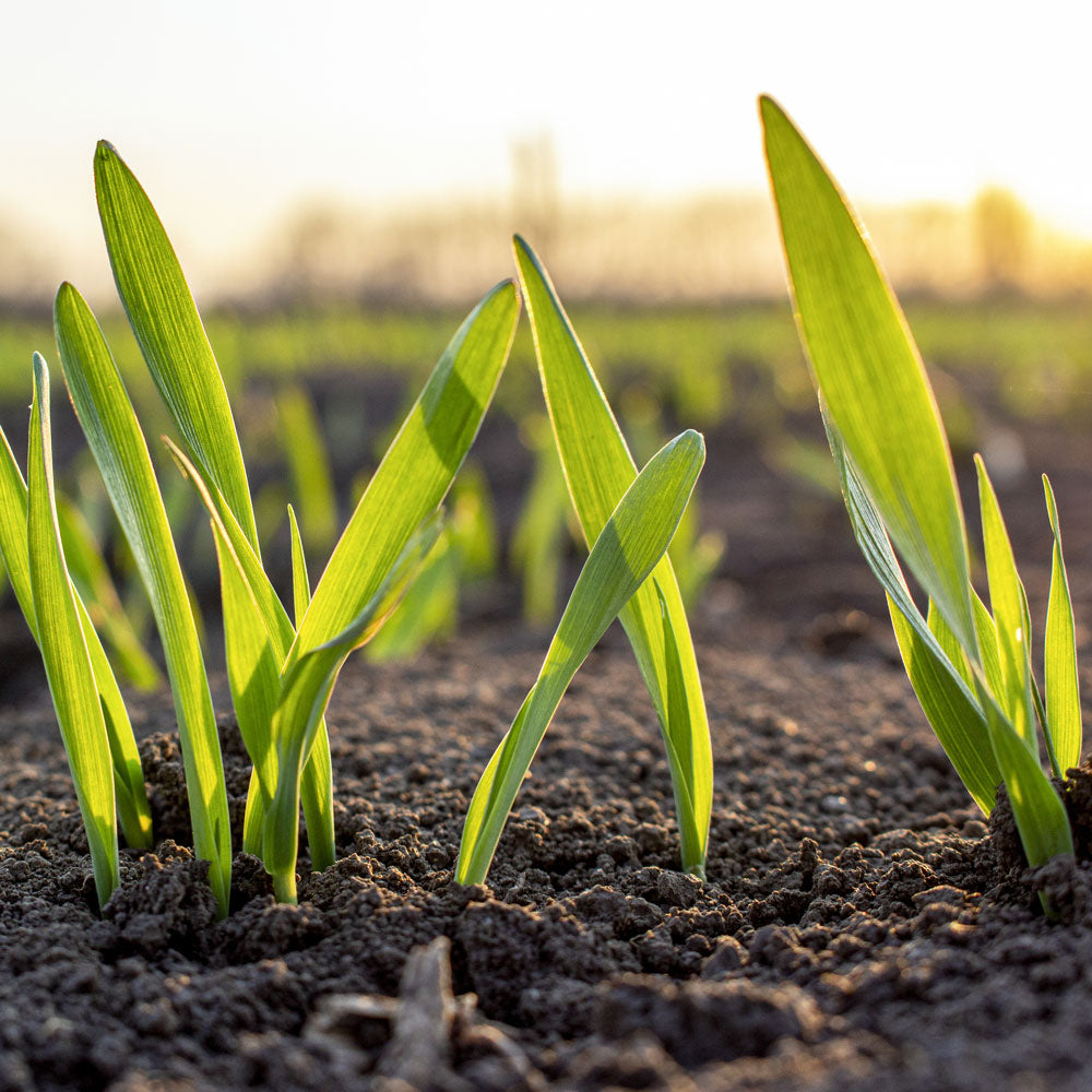 gerstengras-Pflanze 100px.jpg__PID:a5c4b144-0a47-4cbe-b79e-bfe0b06bd644