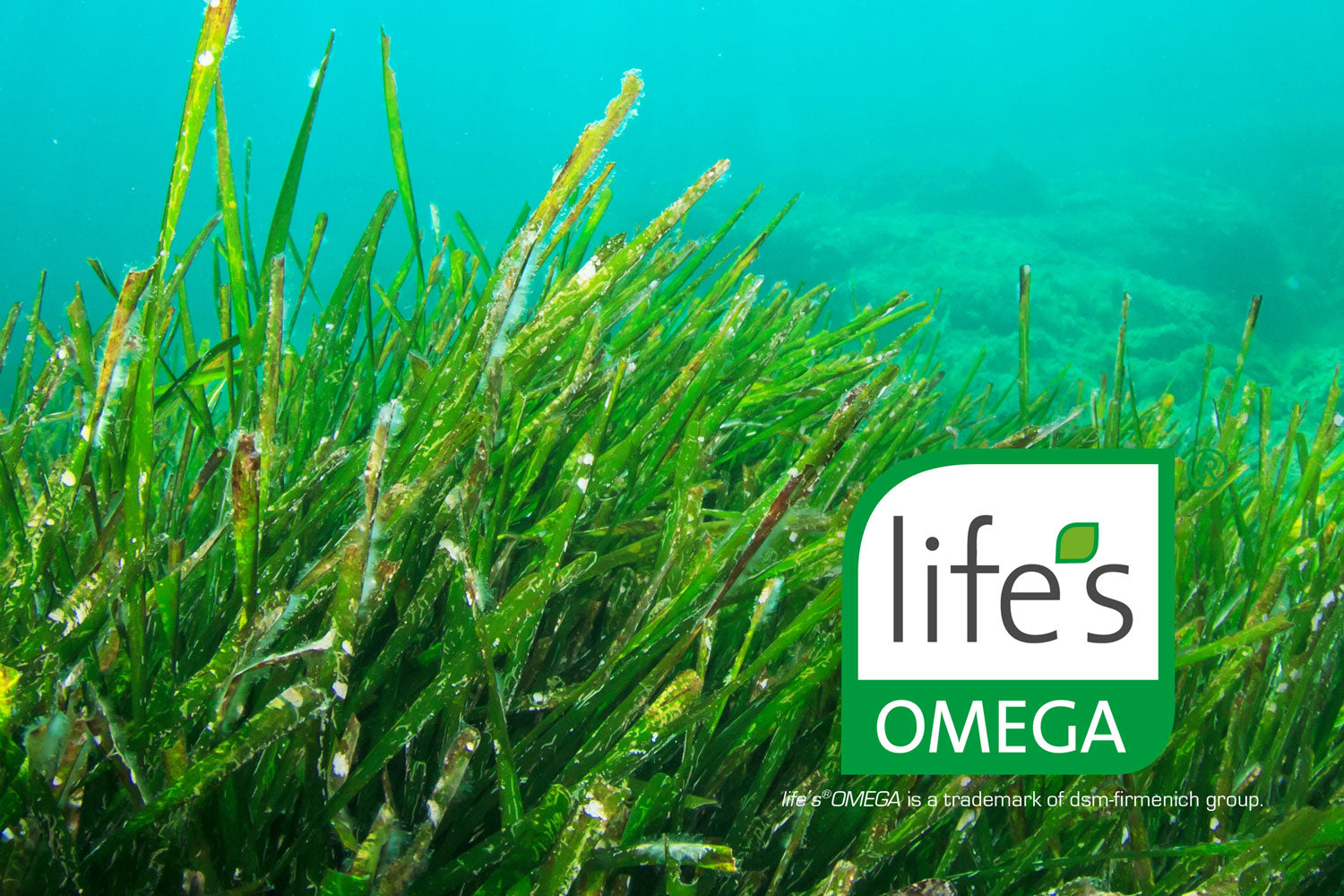 Lifes Omega 3 Algenöl