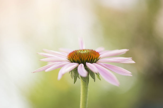 Echinacea