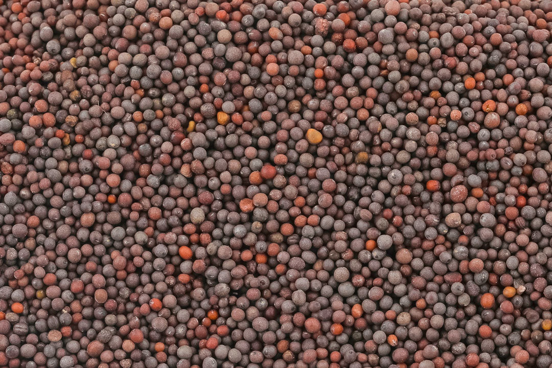 Bio Schwarze Senfsamen