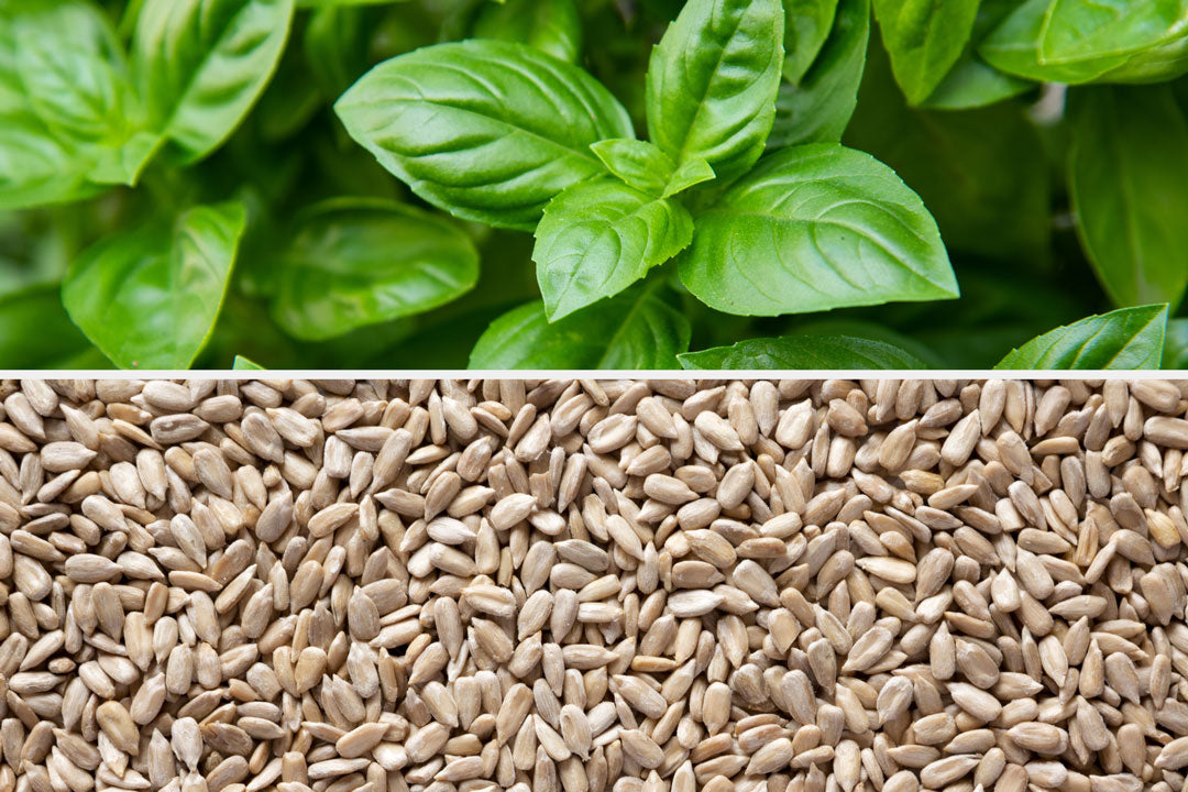 Bio Biotin