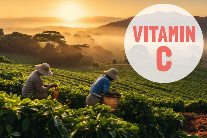 Die Kraft Südamerikas: Premium Bio Vitamin C aus Acerola und Camu-Camu