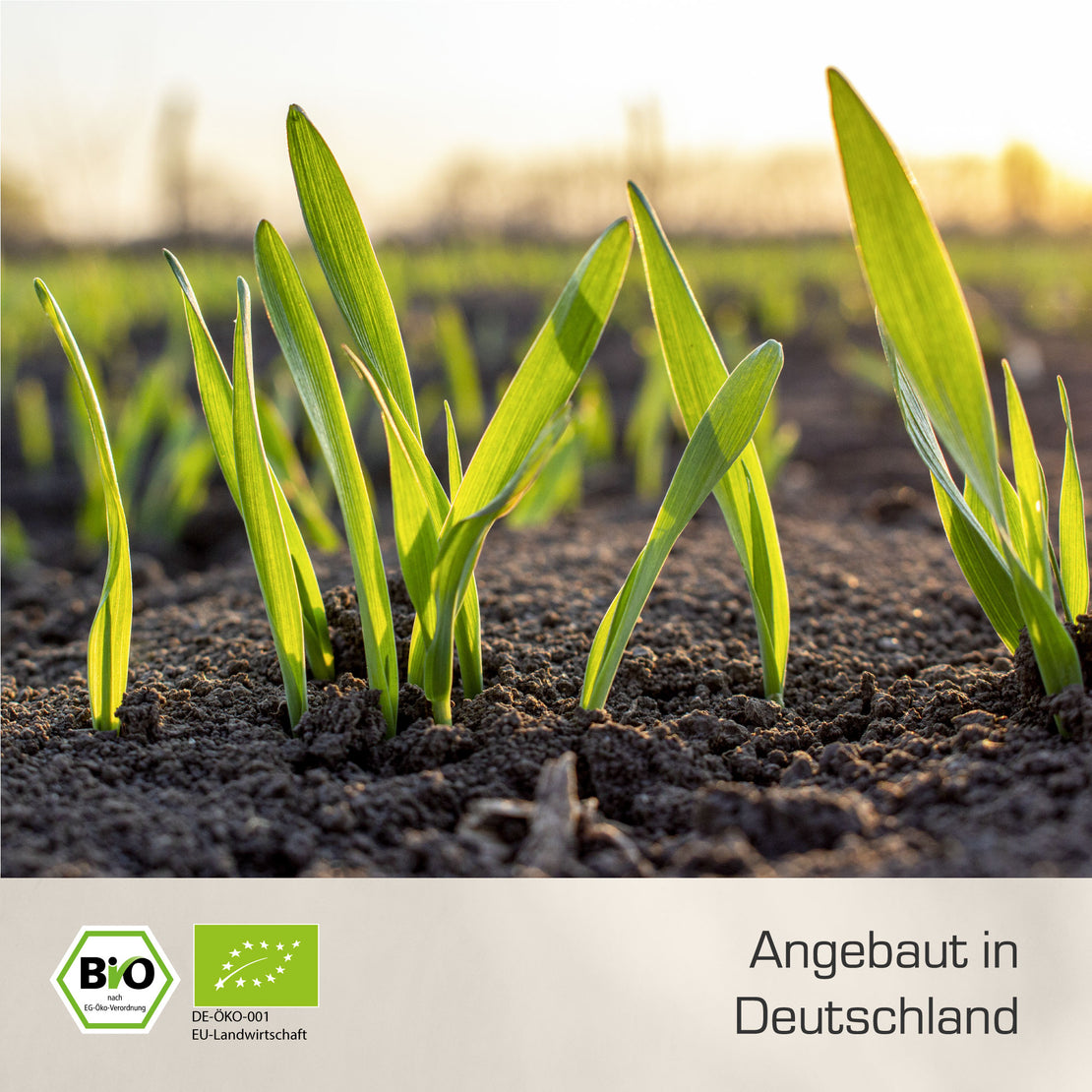 BIO GERSTENGRAS